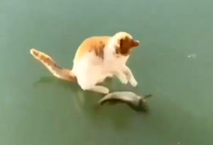Котик пытается добраться до рыбки в замерзшем озере
