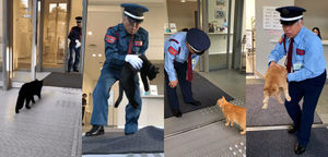 Эти два кота в Японии уже несколько лет пытаются пробраться в музей — фото