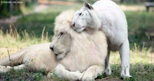 У белого льва и белой тигрицы появились дети – самые уникальные в мире!