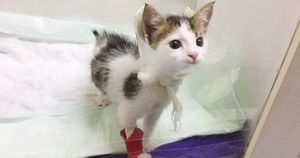 Редкий экземпляр: девушка нашла крошечного бездомного котенка, а он оказался уникальным!