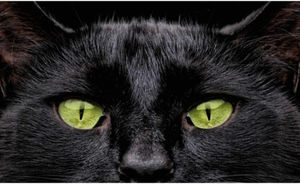 «Жил да был за углом»: Откуда взялись предрассудки по поводу черных котов