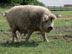 Мангалица – свинья, похожая на овцу
