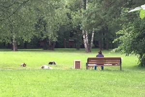 Прикормленные бродячие собаки в парке
