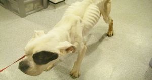 «Скелет на дороге»: пес был найден за сутки до смерти, но он сумел выжить