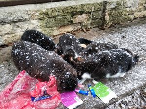 Прямо сейчас, в эти часы, дни, они погибают на улице. Умоляем, просим, очень просим, хоть о какой то помощи.