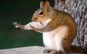 Победители Comedy Wildlife Photography Awards 2018
