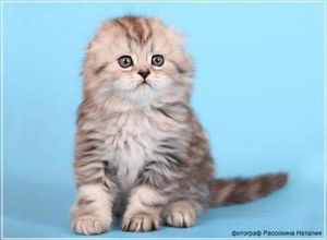 Котята породы хайленд-фолд — это самые милые и пушистые создания