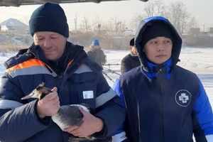 Спасали два дня: в Бурятии водолазы вытащили раненую утку из полыньи
