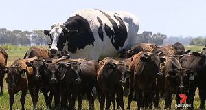 На ферме в Австралии вырос огромный бык