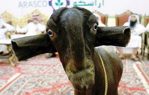 Шами — козленок самой красивой и дорогой породы стоимостью $67.000