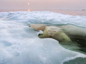 Лучшие фотографии National Geographic за прошлые зимы