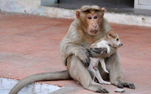 Удивительной доброты этот пост. Как обезьянка спасла щенка и усыновила его!