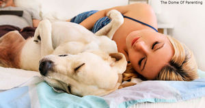 Женщины лучше высыпаются, когда спят с собаками, а не мужьями! Вот почему