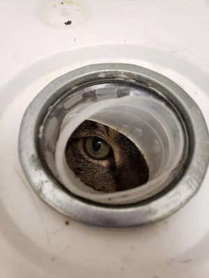 Из дыры в ведре на женщину смотрели зеленые глаза! Кто-то засунул кота в контейнер и подбросил к приюту…