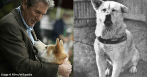 Истинная история Хатико, собаки, которая вдохновила на фильм Ричарда Гира
