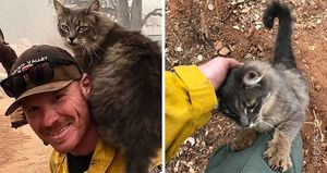 Благодарная кошка, спасенная на пожаре в Калифорнии, не хочет покидать своего спасителя