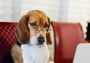 Психологи определили самую «умную» породу собак