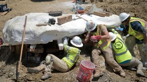 В Калифорнии на свалке обнаружили останки древнего кита