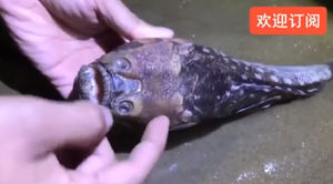Китаец нашел очень странную рыбу. Мутант или новый вид?