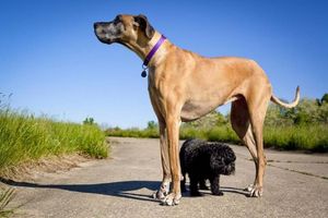 9 крупнейших пород собак в мире