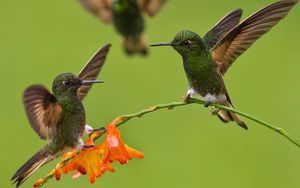 Красивые колумбийские птицы на снимках Луиса Фернандо Агудело