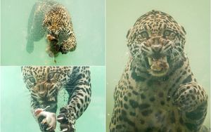 Редкие кадры: ягуар ныряет в воду за едой