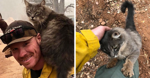 Пожарный в Калифорнии спас кота от лесного пожара, теперь тот не отходит от него ни на шаг