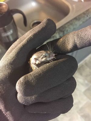 Девушка попыталась спасти мышонка, которого посчитали мёртвым