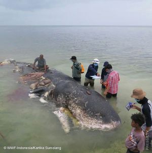 К берегам Индонезии прибило тушу кита с желудком полным пластиковых отходов