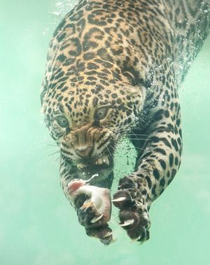 Удивительные кадры: ягуар нырнул за рыбой в воду