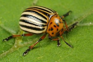 44 способа избавиться от колорадского жука