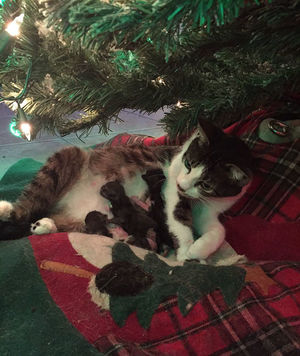 Кошка родила четверых под новогодней елкой, сделав хозяйке лучший рождественский подарок