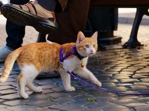 Вот почему вы обязаны выгуливать не только собак, но и кошку!