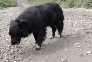 Собака пряталась в лесной чаще и боялась выйти к людям. А ведь она нуждалась в помощи…