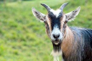 Зачем драть сидорову козу? История популярного выражения