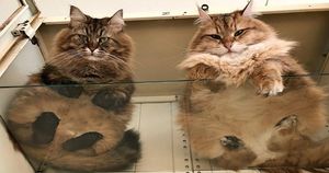Убойная доза милоты — котики на стекле, вид снизу