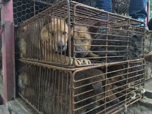 Хозяин продал преданного пса на бойню! Его везли на фестиваль собачьего мяса вместе с другими 600 собаками…