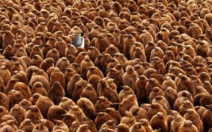 British Ecological Society Photo Competition 2018