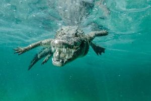 Подводные встречи с крокодилами