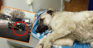 Сбитую внедорожником собаку отправили на лечение, а позже на связь вышел тот самый водитель!