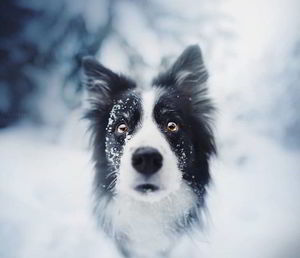 Девушка из Чехии делает потрясающие снимки собак, которые показывают их красоту и эмоциональность