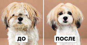 9 собак, которых японская стрижка преобразила так, что теперь их просто не узнать