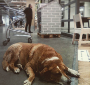 Работники IKEA в Сицилии подумали, чего мебели зря стоять, и стали пускать собак погреться и отдохнуть