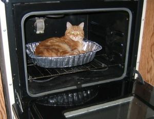 Котейки всегда найдут где тепло