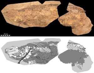 В окаменевших останках ихтиозавра неожиданно нашли следы кожи и жира