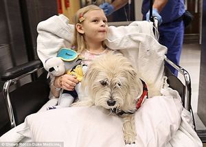Четвероногий «хирург»: впервые в истории пес принял участие в операции