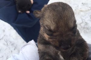 В Татарстане спасли новорожденных щенков, выброшенных в полынью на реке