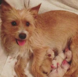 Дети не бывают чужими: собачка выкормила новорожденных щенков после гибели собственных