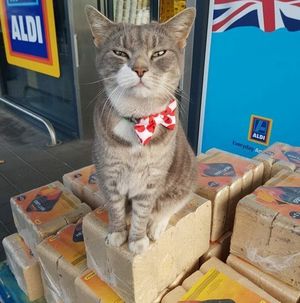 Кот, которого потеряли 2 года назад, оказался звездой местного супермаркета