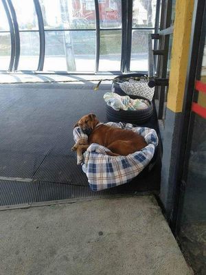 Работники автовокзала организовали для бездомных собак места для ночлега
